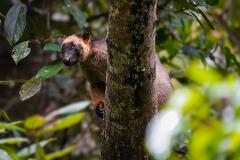 Atherton Tablelands Wildlife and Rainforest Private Tour