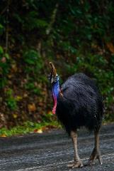 Cape Tribulation Adventure 