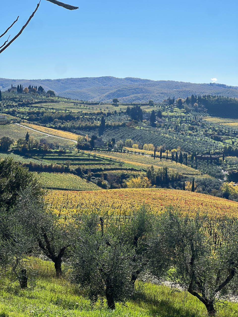 Your Organic Wine Tour