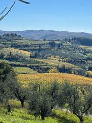 Your Organic Wine Tour