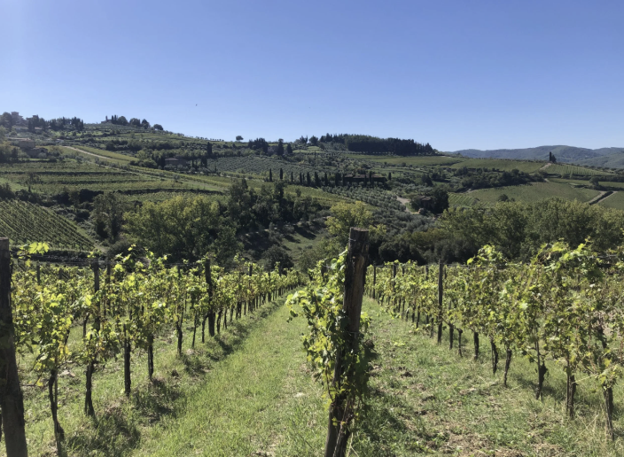 Out of the Box Florence: Your Organic Wine Tour (Private) — Chianti Classico - Photo 2