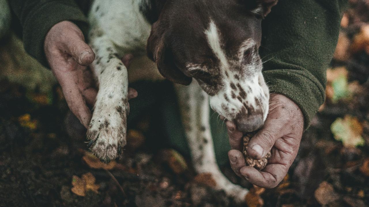 Truffle hunting in Tuscany with lunch