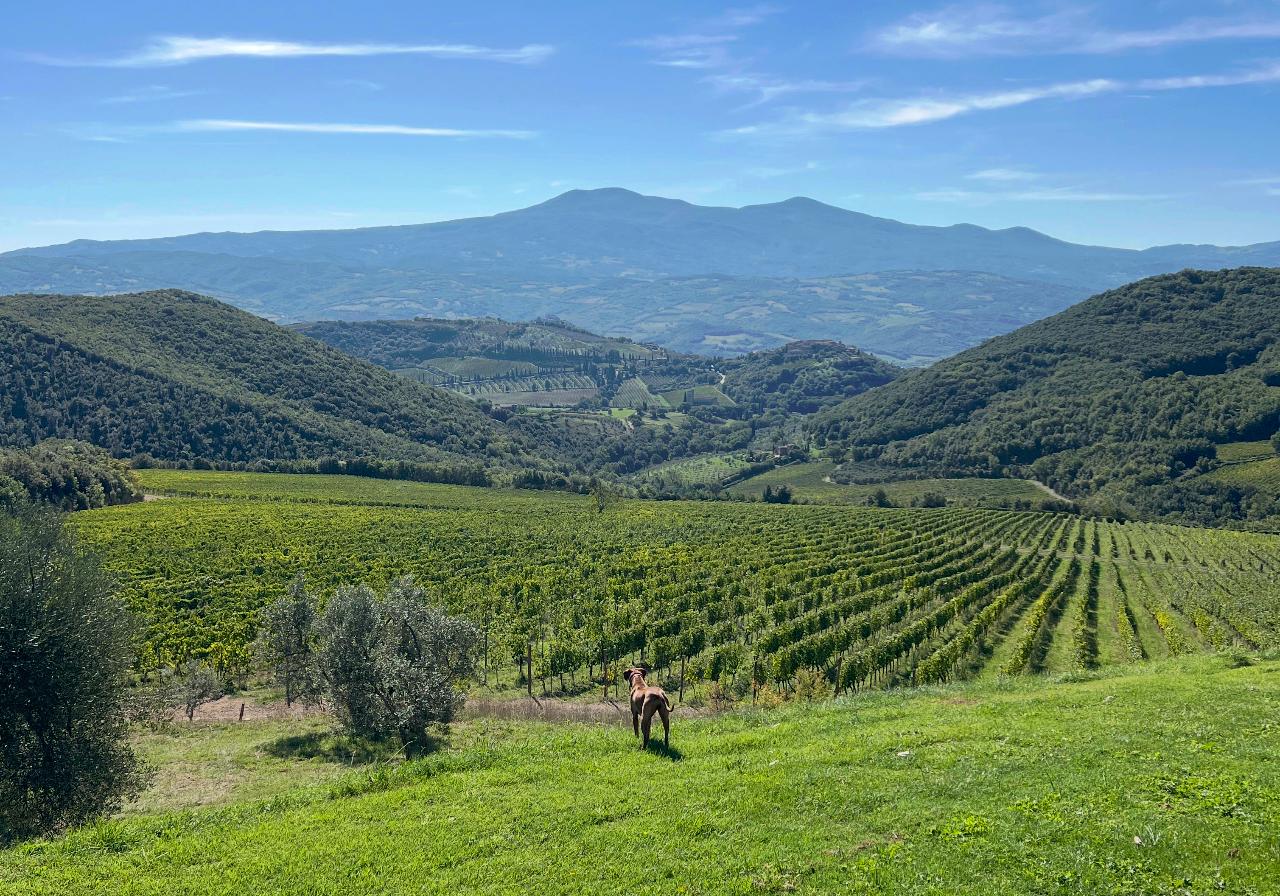 Out of the Box Florence: Brunello di Montalcino Wine Tour: Private Tour — Chianti Classico - Photo 1