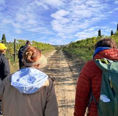 Wine Hiking Chianti Classico: Private Tour