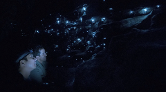 Blue Mountains Glow Worm Tours