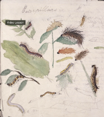 Nature Journaling Workshop