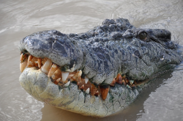 Wallaroo - Jumping Crocodile Adventure with lunch 