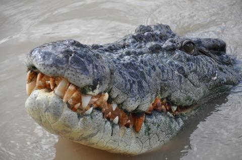 Jumping Crocodile Adventure Darwin