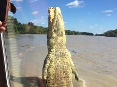 Jumping Crocodile Shuttle