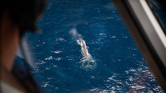 Original Whale Watching Flight - 30 minutes