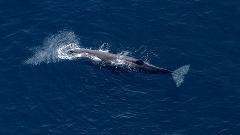 Extended Whale Watch Flight - 40 minutes