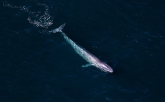 50 Minutes - Whale & Scenic Flight