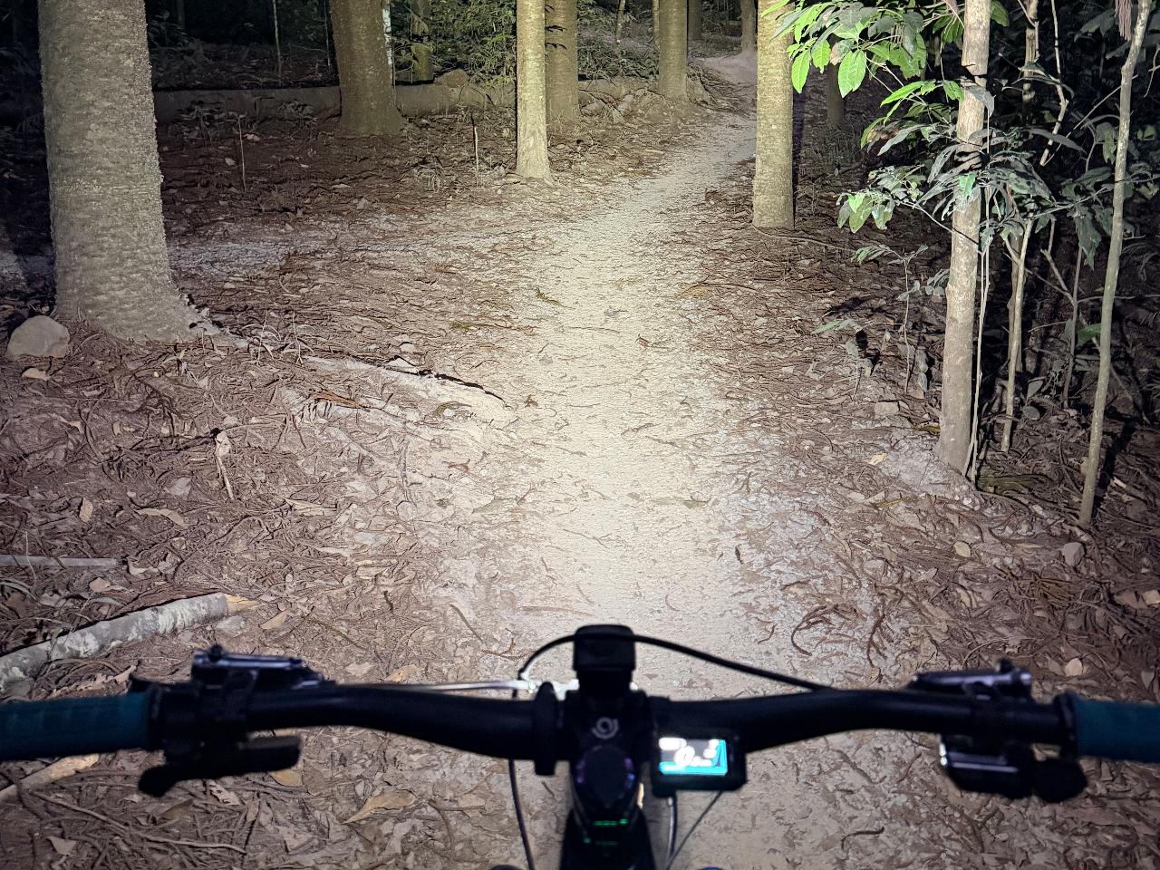 Jungle Nights