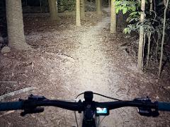 Jungle Nights
