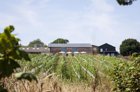 56d7f198548a4272b1d4bc98987267a6Tillingham_Estate_Vineyard_1_scaled