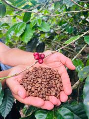 Tour por el Jardín de Café y Degustación en Español