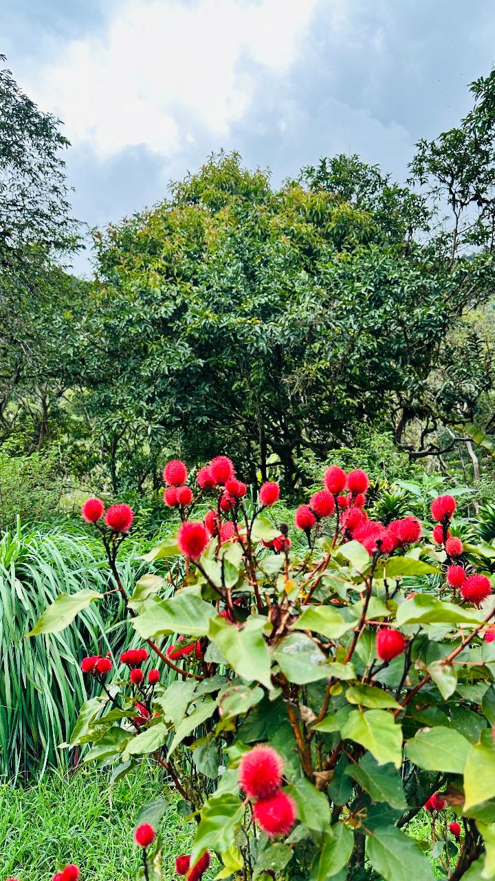 Ethnobotanical Garden Experience in English