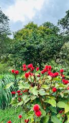 Ethnobotanical Garden Experience in English
