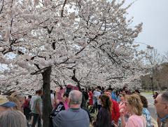  Washington, DC Cherry Blossom Two Day Getaway
