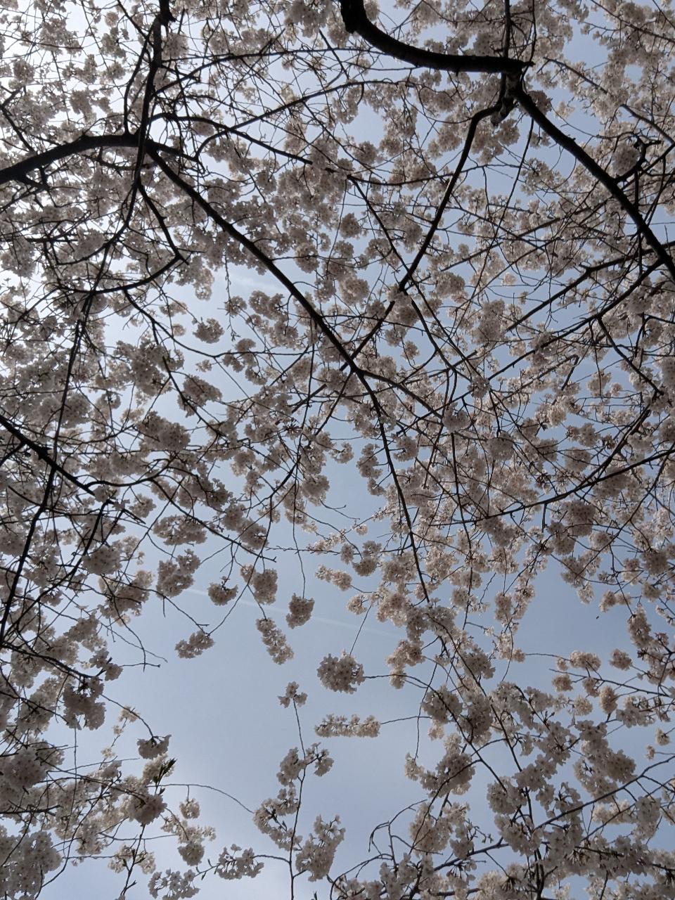 Branch Brook Park Cherry Blossom & Liberty Science Center 