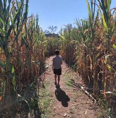 Halloween in Salem, MA