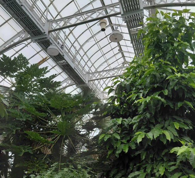 Orchid Show: Mr. Flower Fantastic's Concrete Jungle