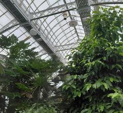 Orchid Show: Mr. Flower Fantastic's Concrete Jungle