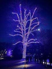 Du Pont Legacy Tour Part 3 - Christmas at Longwood Gardens  