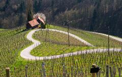 Maribor and wine tasting in Jeruzalem hills - private tour