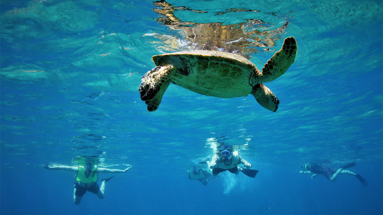 EXCURSION Akumal / Ruines de Tulum / Cenote