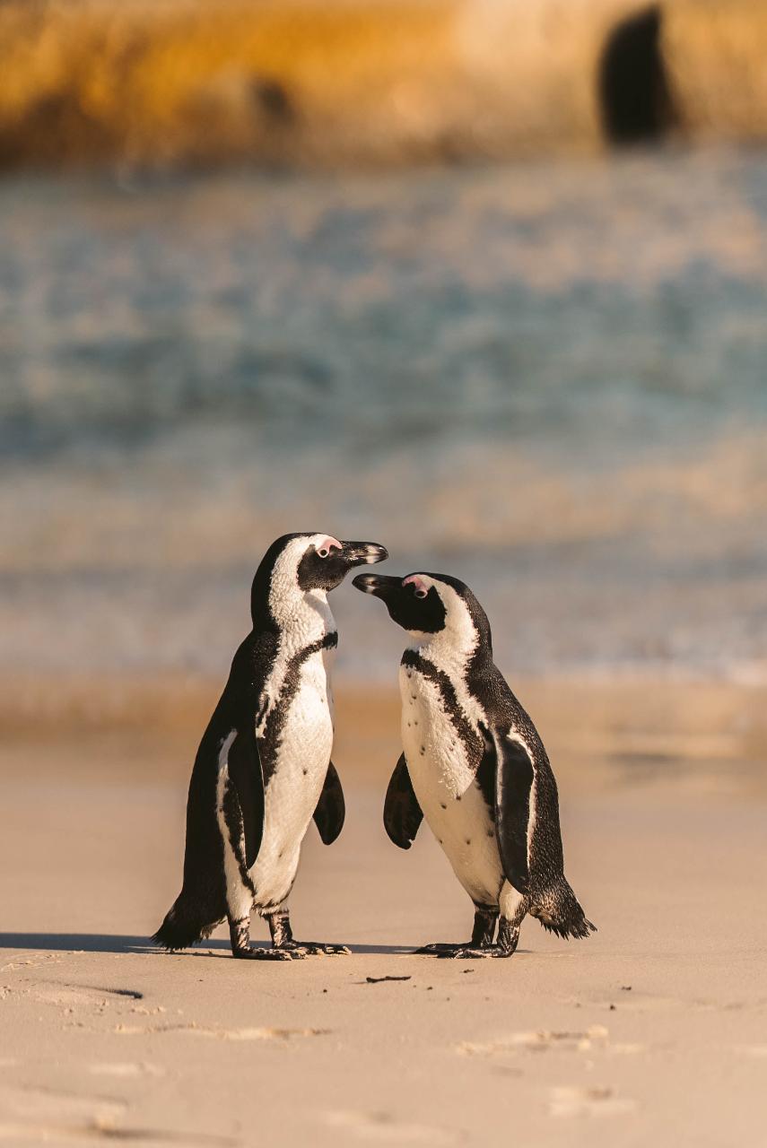 Cape Point Tour
