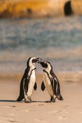 Cape Point Tour