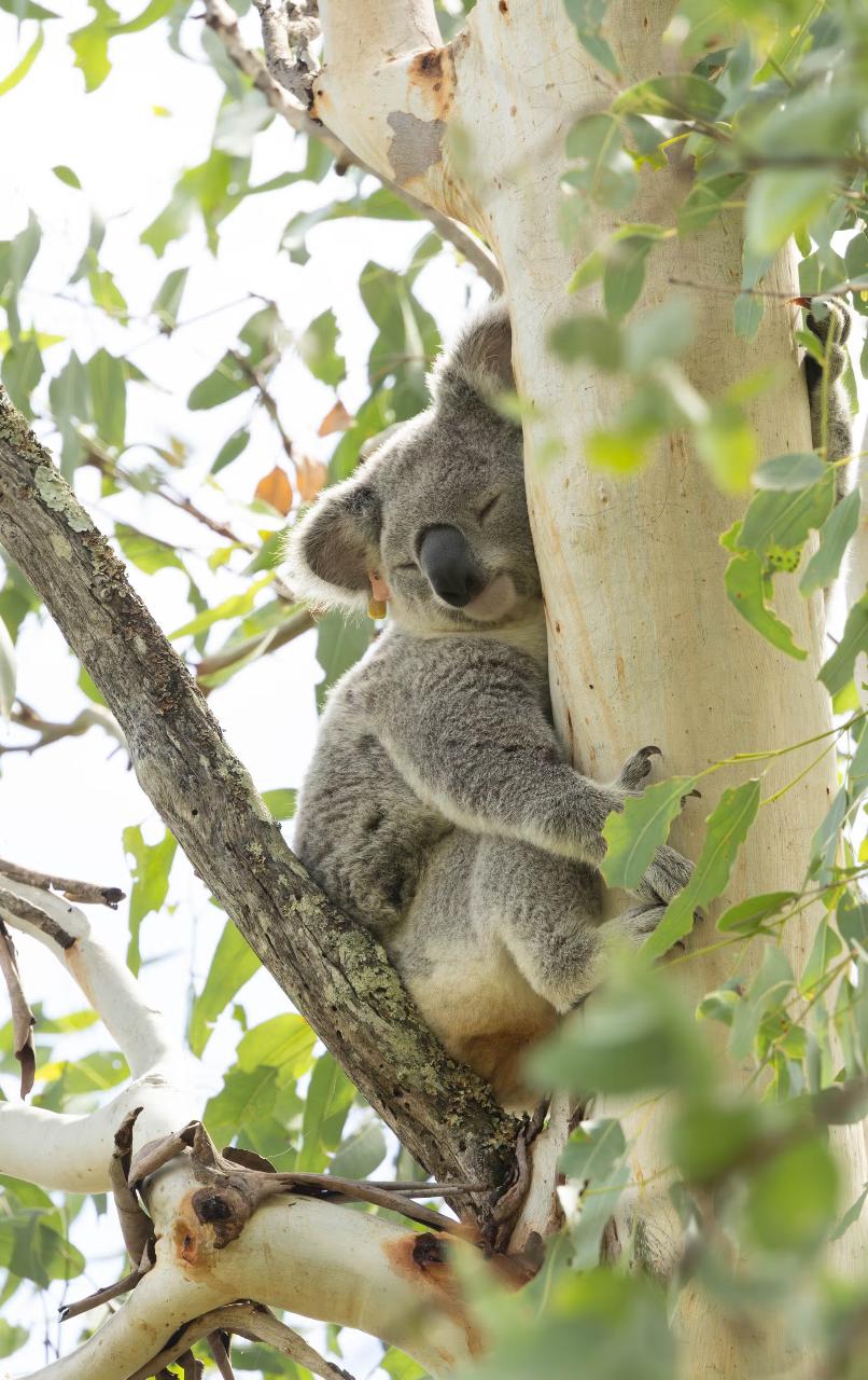 Koala Safari