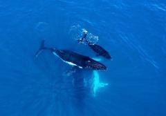 Ningaloo Whale Song Experience 