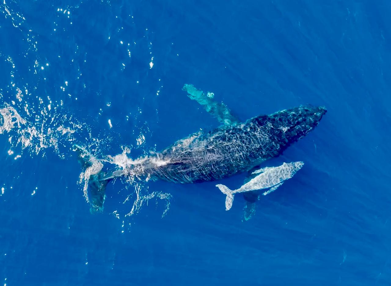 Coral bay Whale Watching Experience 