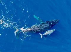 Coral bay Whale Watching Experience 
