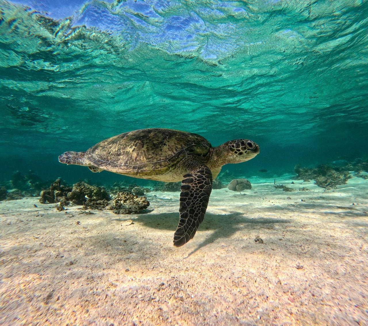 Coral bay Ningaloo Reef Turtle/Shark  Snorkelling Adventure