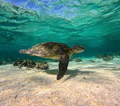 Coral bay Ningaloo Reef Turtle/Shark  Snorkelling Adventure