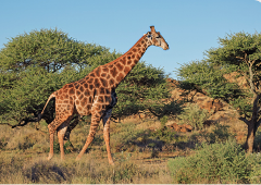 Hluhluwe-Umfolozi and iSimangaliso Wetland Park