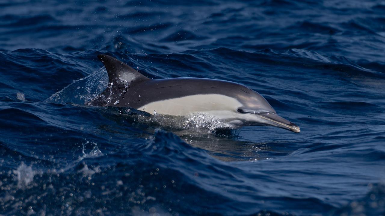 Ballina Coastal Dolphin Adventure