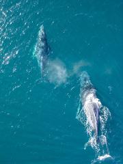 Whale Watching Ballina Departure - Private Charter - (up to 28 pax)