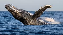 Whale Watching Ballina Departure