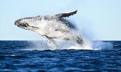 Whale Watching Ballina Departure - Private Charter - (up to 28 pax)