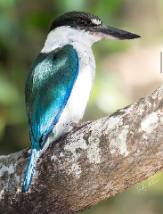 Richmond River Bird & Wildlife Cruise – Ballina Departure