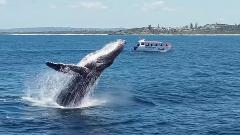 Ballina Whale Watching Experience