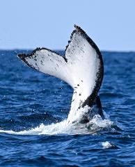Ballina Whale Watching Experience Gift Card