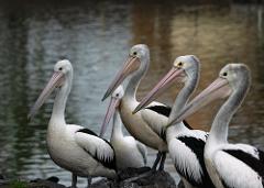 Accessible Wildlife River Adventure Ballina Departure - Private Charter