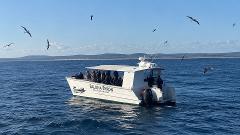 Pelagic Birdwatching Adventure – Ballina Byron Canyons