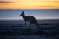 Shore Excursion / Kangaroos on the Beach Sunrise 