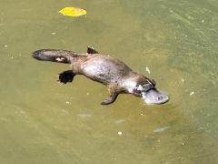 Shore Excursion / Wild Platypus Encounter